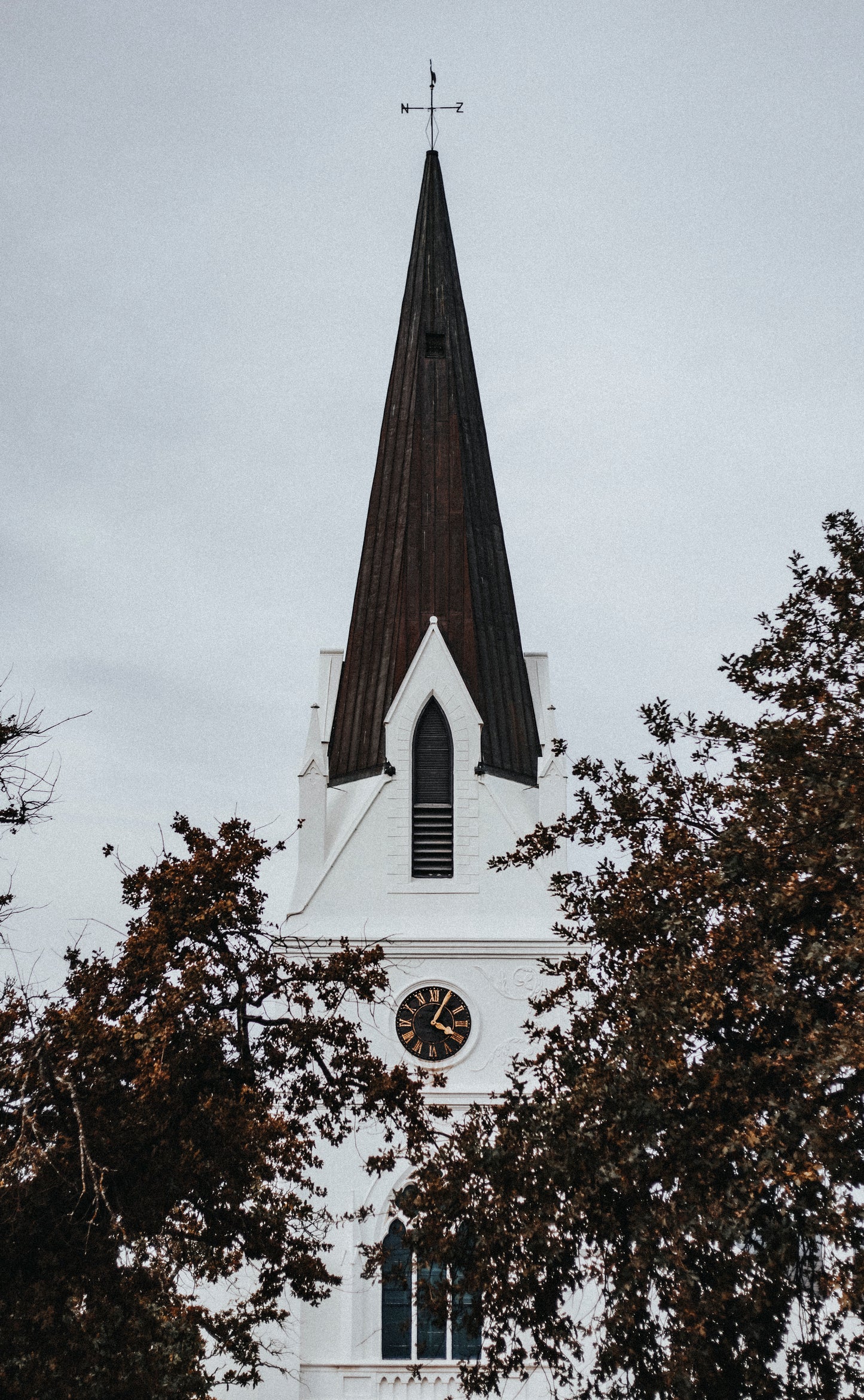 STELLIES THROUGH TIME AND TREES