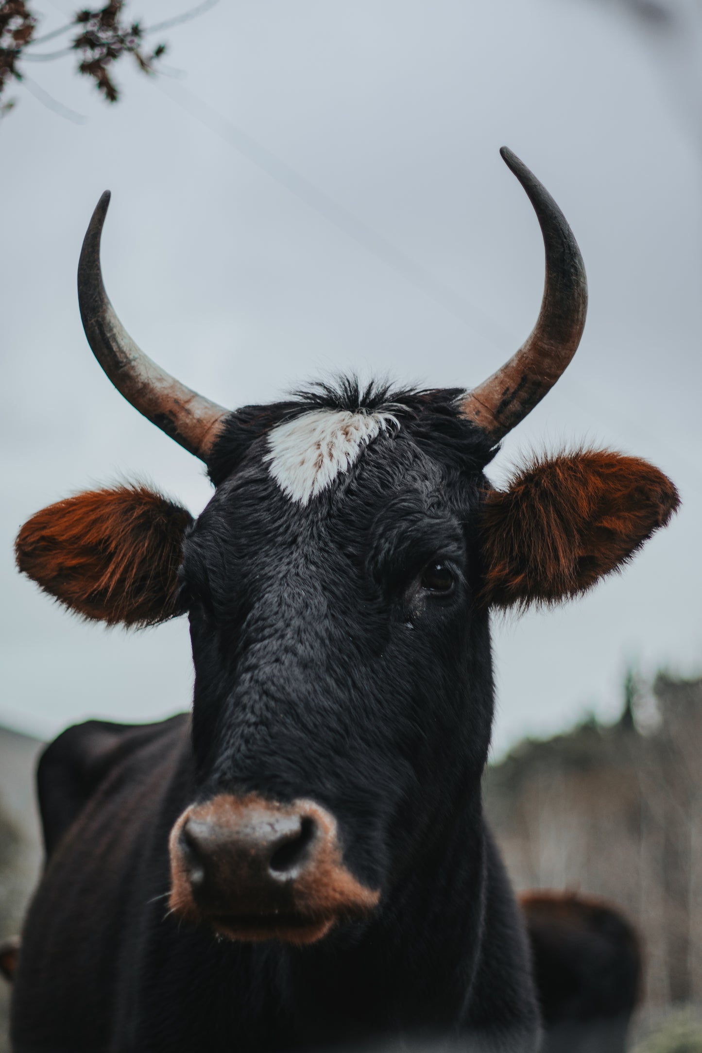 LIVESTOCK OF JONKERSHOEK